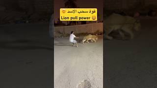 قوة سحب الأسد 🤯🦁 Lion pull power