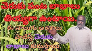 చెరుకు పంట లాభాలు తియ్యగా ఉంటాయి. ఈ నాలుగు అంశాలు పాటిస్తే చెరుకు లాభాలు కురుస్తాయి. Rythu Tv