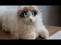 metacat robotic cat unboxing and review