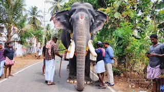 രാജൻ ഇന്ന് ചെറമ്പറ്റകാവ് പൂരത്തിന് 🔥😎 | Pambadi Rajan | Pambadi Rajan @ Cherambattakavu Pooram 2022