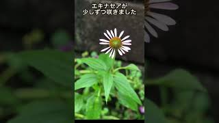 【免疫力アップにエキナセア】エキナセアの花が咲きました。エキナセアは、ハーブティーにすると、クセがなくて飲みやすいです。麦茶と合わせて普段に飲んで、免疫アップしましょう。アロマライフ🌿ふーみん