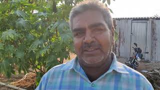 Papaya Cultivation : a profitable business || பப்பாளி சாகுபடி ஒரு லாபகரமான தொழில் || SKY Manivel