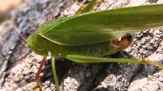 ヤマクダマキモドキHolochlora longifissa の♀