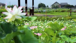 20220728千栗土居公園ハス