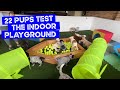 The Indoor Puppy Playground tested by 22 puppies