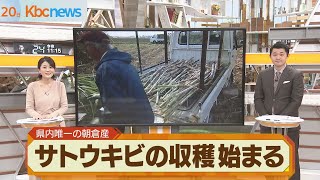 朝倉市で栽培…サトウキビから伝統「三奈木砂糖」に