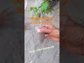 best time to growing parmanent flower plant s from cutting plants flower cutting rose