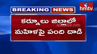 కర్నూలు జిల్లా ఆళ్లగడ్డలో ఓ మహిళపై పంది దాడి | Allagadda ,Kurnool District | hmtv