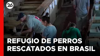 BRASIL | Un refugio improvisado salva a cientos de perros luego de las inundaciones
