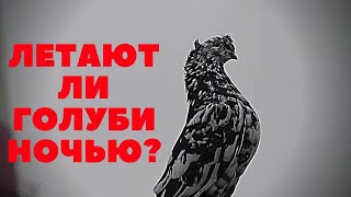 #Astrakhan #Pigeons  Голуби опять остались на ночь!