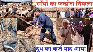 गऊशाला में निकले साँप ही साँप///स्नेकमैन सतीश(फफड़ाना)-9255130130