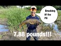 Revenge of the lost PB Carp (7.88 Pounds)