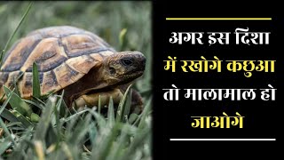 Importance of Tortoise in Vastu | वास्तु शास्त्र में कछुए का महत्व | कर देता है मालामाल #kachua