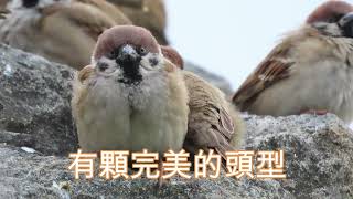 超可愛的小麻雀The cutest sparrow. スズメめちゃくちゃ可愛い