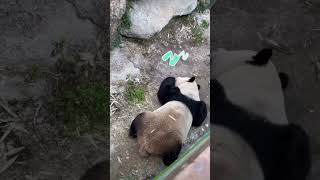 这呼噜声，一听就知道刚刚整活太累了！ #panda #大熊貓