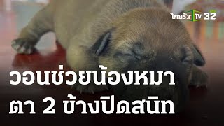 วอนคนใจดี ช่วย 'น้องมะละกอ' หมาตาบอด | 03-04-66 | ตะลอนข่าว