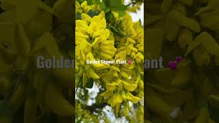 Beautiful Golden Shower Plant In Spring! Cassia-Fistula | Pudding ~Pipe Tree |#goldenshower #cz