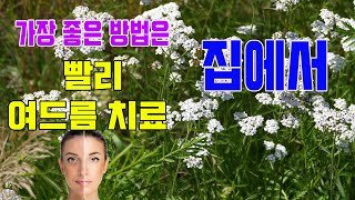 야로우 차의 5 가지 인상적인 건강상의 이점|매일 건강하게