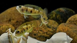 Lepidiolamprologus hecqui #laketanganyikacichlids #shelldwellers #filialaquatics