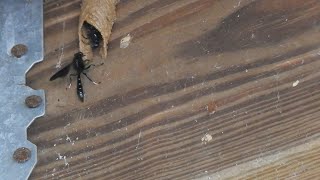 Mud daubers constructing nest