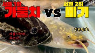 Who would win in a fight between Korean native snakehead and catfish?