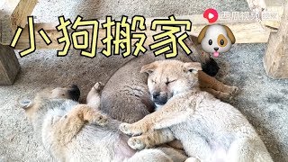 【山鍋兄弟】一公两母3只狗仔，山锅兄弟既喜又悲，害怕狗狗越生越多！