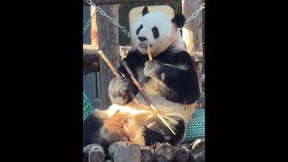 20241122 大熊猫萌兰 |  么么儿一口叼着好几根竹笋，太可爱了~#panda #大熊猫 #cutepanda #animals #menglan #萌兰 #zoo #funny #cute