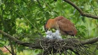 2012-6-3 黑冠麻鷺 育雛 Malaysian Night Heron