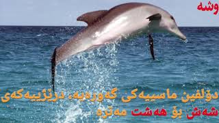 چه‌ند زانیارییه‌ك له‌باره‌ی دۆلفین