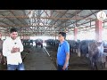 dairy farm business buffalo buffalo dairy farming in india buffalo dairy farm shed design