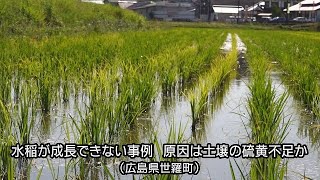 水稲が成長できない、土壌の硫黄不足か　広島県などが対策に動く