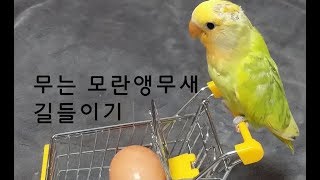 앵무새를 잘 키우려면 14 (무는 모란 앵무새 어떻게 해야 하나?) To raise a parrot well 14. (How to train Fischer's Parrot?)