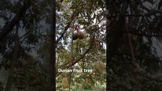 Large durian tree from Samlot district in Battambang Cambodia