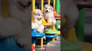 such a cute stupid puppy needs the cutest person #funnyshorts #funnyvideo #cutepet