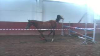 Landora 3y mare, Lover Boy