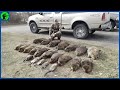 How Do Hunters And American Farmers Deal With Millions Of Beavers? | Farming Documentary