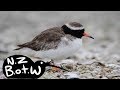 Shore plover - New Zealand Bird of the Week