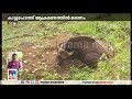 കാട്ടുപോത്തിന്‍റെ ആക്രമണം ഒരാള്‍ മരിച്ചു kollam wild buffalo wild gaur attack bison