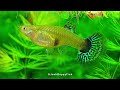 blue grass female guppy fish 藍草尾 孔雀鱼