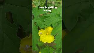 Very nice how to attractive insects for flowers 🤔 // bitter gourd flower // veritable Garden