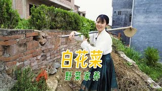 野生的白花菜，没有哪个广西人不爱吃吧，野菜家养你猜怎么样？