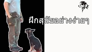 PetOasis : เทคนิคฝึกสุนัขแบบง่ายๆ EP02