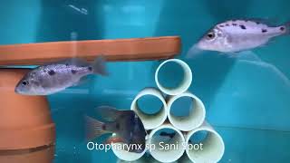 Integral Aquatics Otopharynx sp Sani Spot