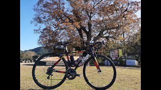 【自転車】ひいらぎ峠を越えて野間の大ケヤキ　ロードバイク