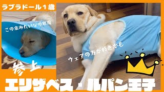 【ラブラドールレトリーバー】大型犬１歳　エリザベスカラーVSエリザベスウェア　去勢手術後