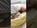 14歳🐶🐾トイプードル老犬イヴの毎日6♡♡イヴの楽しいお散歩🎶🎀 トイプードル 老犬 シニア犬 愛犬 犬のいる暮らし