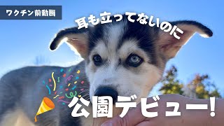 ハスキー子犬、初めてのお外遊び！※遊ぶ姿が可愛すぎる。