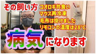 【解説】獣医が教える！爬虫類の病気にならない飼い方！