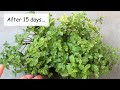 easiest way to grow healthy mint in water