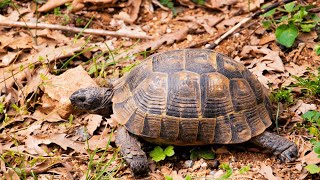 Yoruba Folktale (Àlọ́ Àpagbè): Ìtàn Ìjàpá | A Yorùbá Story of the Tortoise